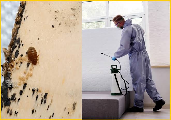 Pest control technician treating a mattress during a bed bug service call in Cleveland, OH